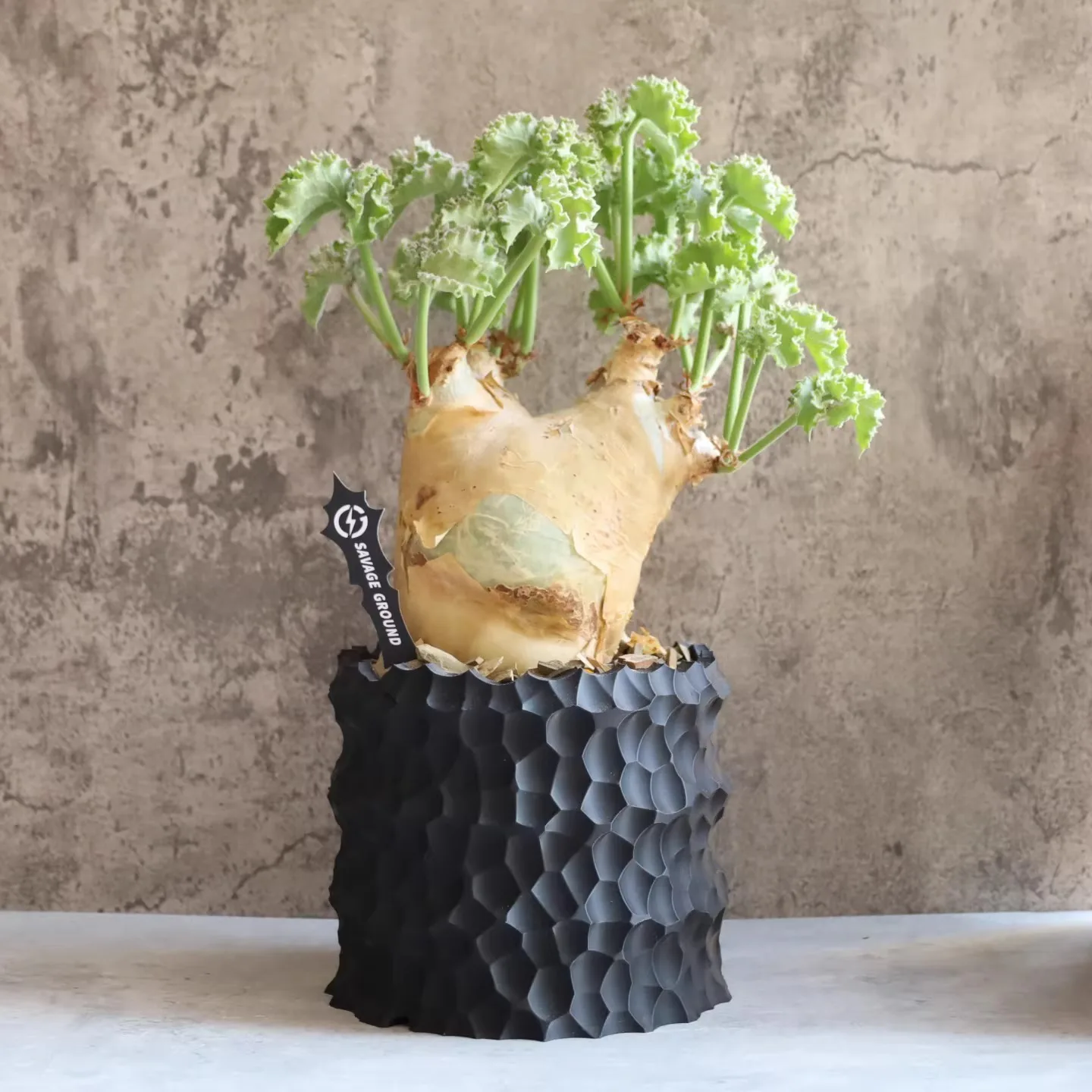 

Breathable Hammered Succulent Planter | High-End Pot for Agave, Pachypodium | Fast-Draining & Decorative