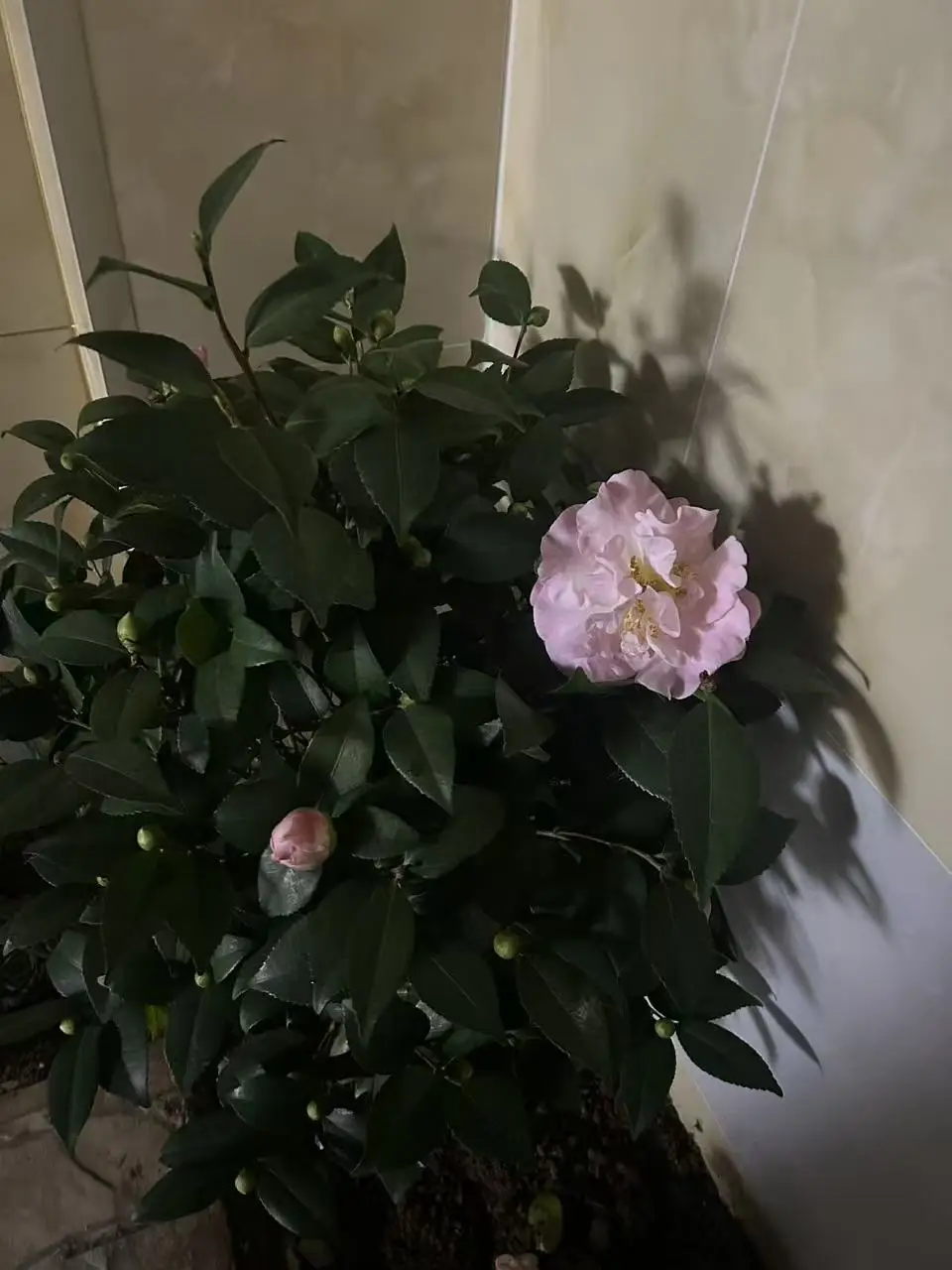 

Original in Stock KADOKAWA Wolf and Spice Holo 1/7 Figures Model Toy Gift Collection Ornament