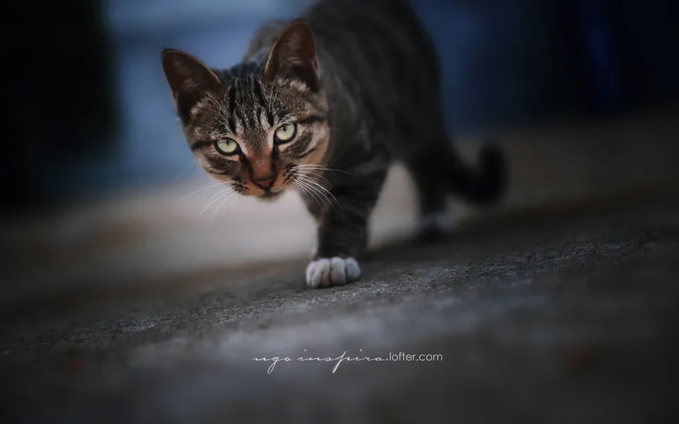 

FPV DroneMaintenance Hardware Kit M2M3Screw Nut Set withCapacitor Nylon Standoff Damping Ring for Flywoo M2M3 Drone Repair Parts