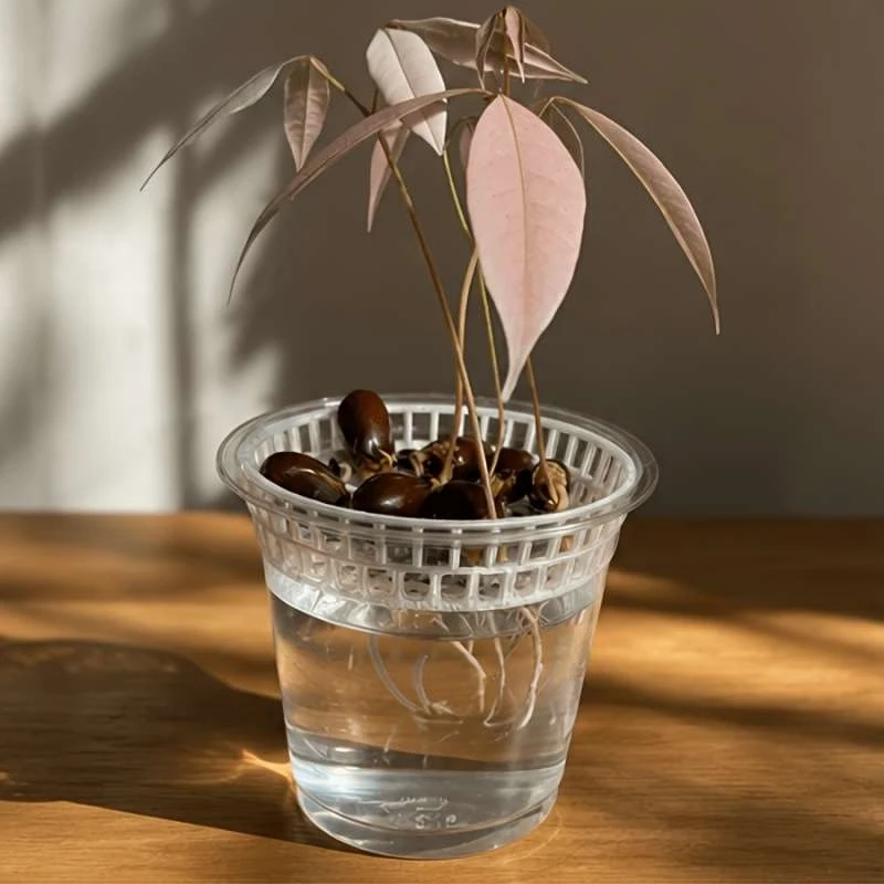 3D Printed Hydroponic Seed Sprouting Tray Litchi Longan Germination Pot Home Gardening Plant Stand