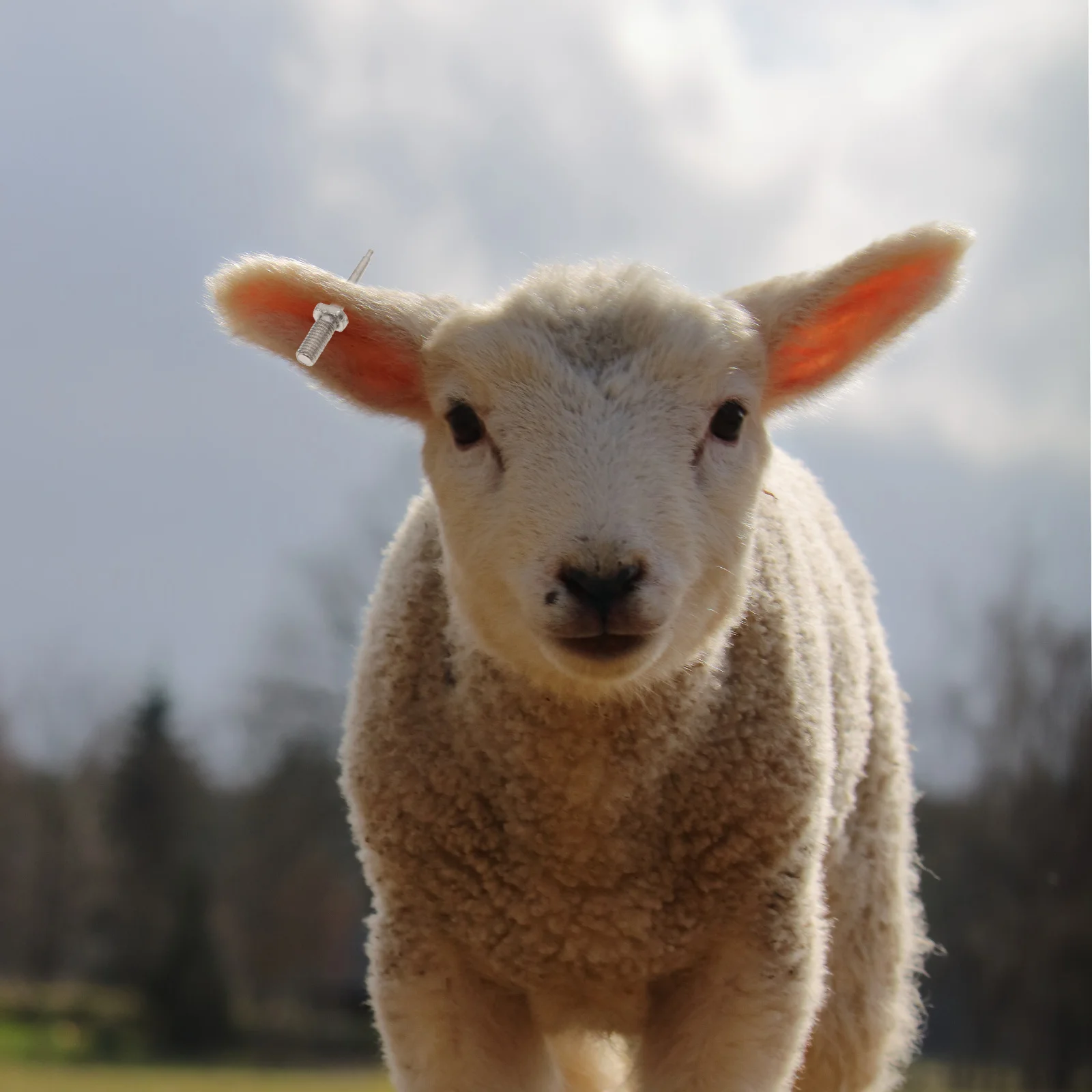 10 قطعة الفولاذ المقاوم للصدأ الأذن علامة إبرة الثقيلة للماشية خنزير الماشية الأغنام بمناسبة مزرعة اكسسوارات كماشة الإبر