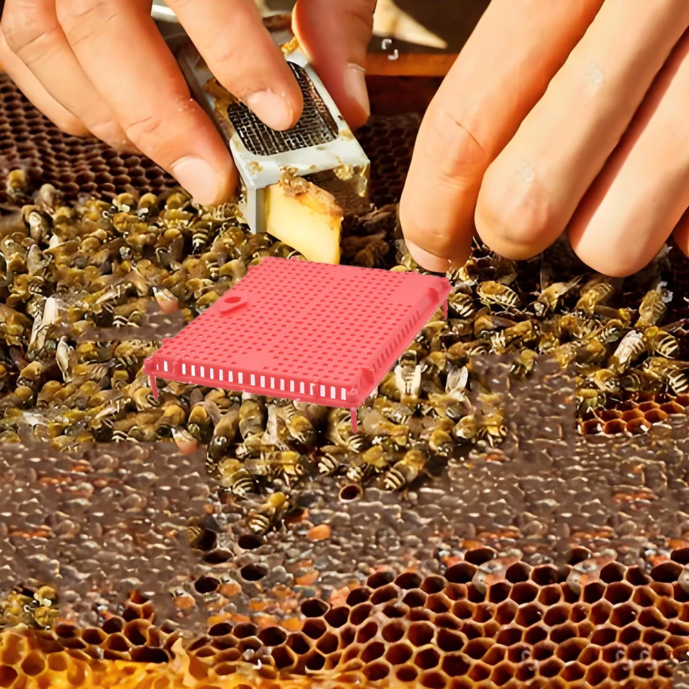 5PCS Queen Rearing Plastic Large Space Introduction Cage Push Against Comb Prisoner Imprison Imker Apiculture Beekeeping Tools