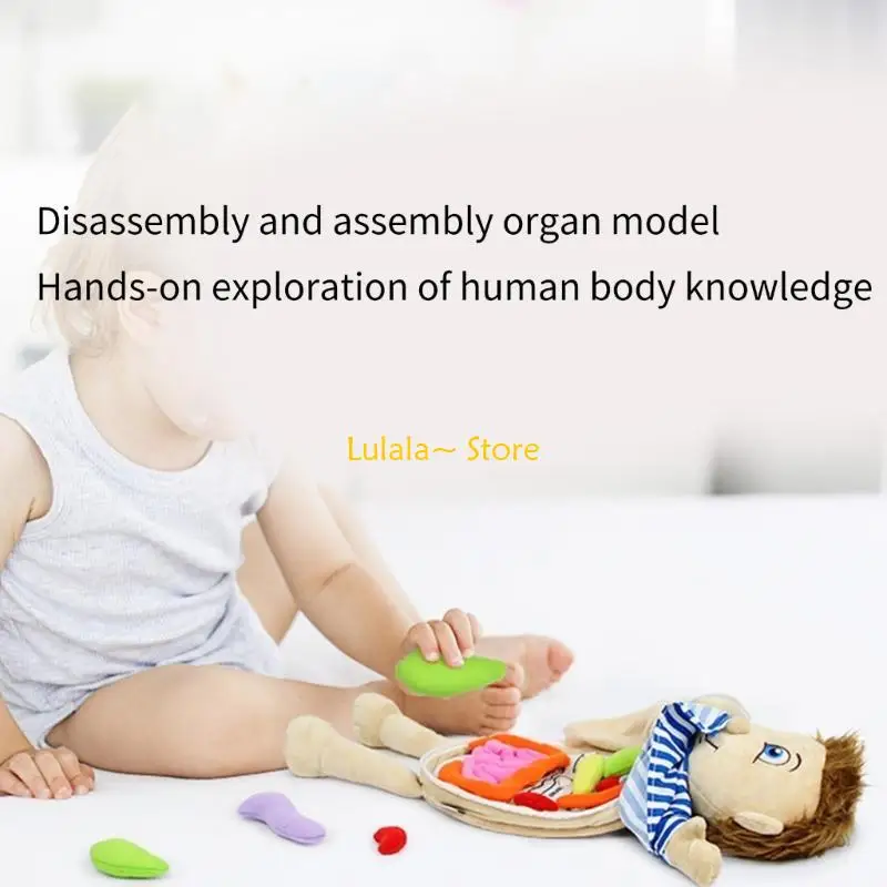 Y4QA Kid 3D Puzzle Mô hình cơ thể con người Giải phẫu Đồ chơi sang trọng Học đàn Organ Đồ chơi lắp ráp