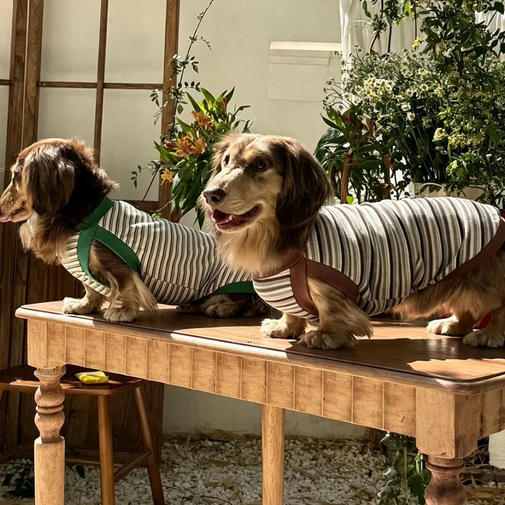 Camiseta de rayas para perro Salchicha, manga corta de primavera - imagen 4
