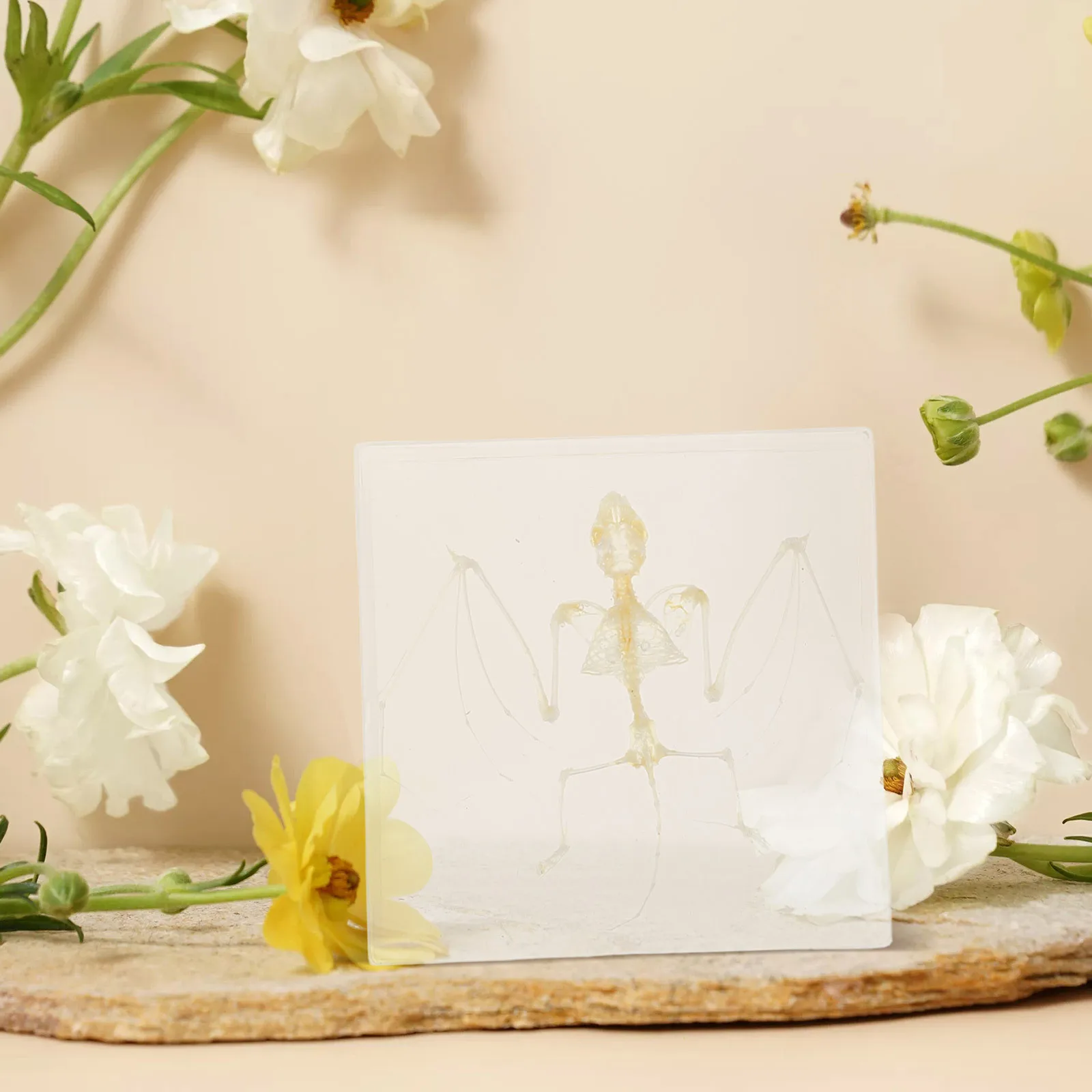 コウモリの展示：科学教室の装飾、教育、研究、家の装飾用に手作りされた本物の動物標本 ミニ