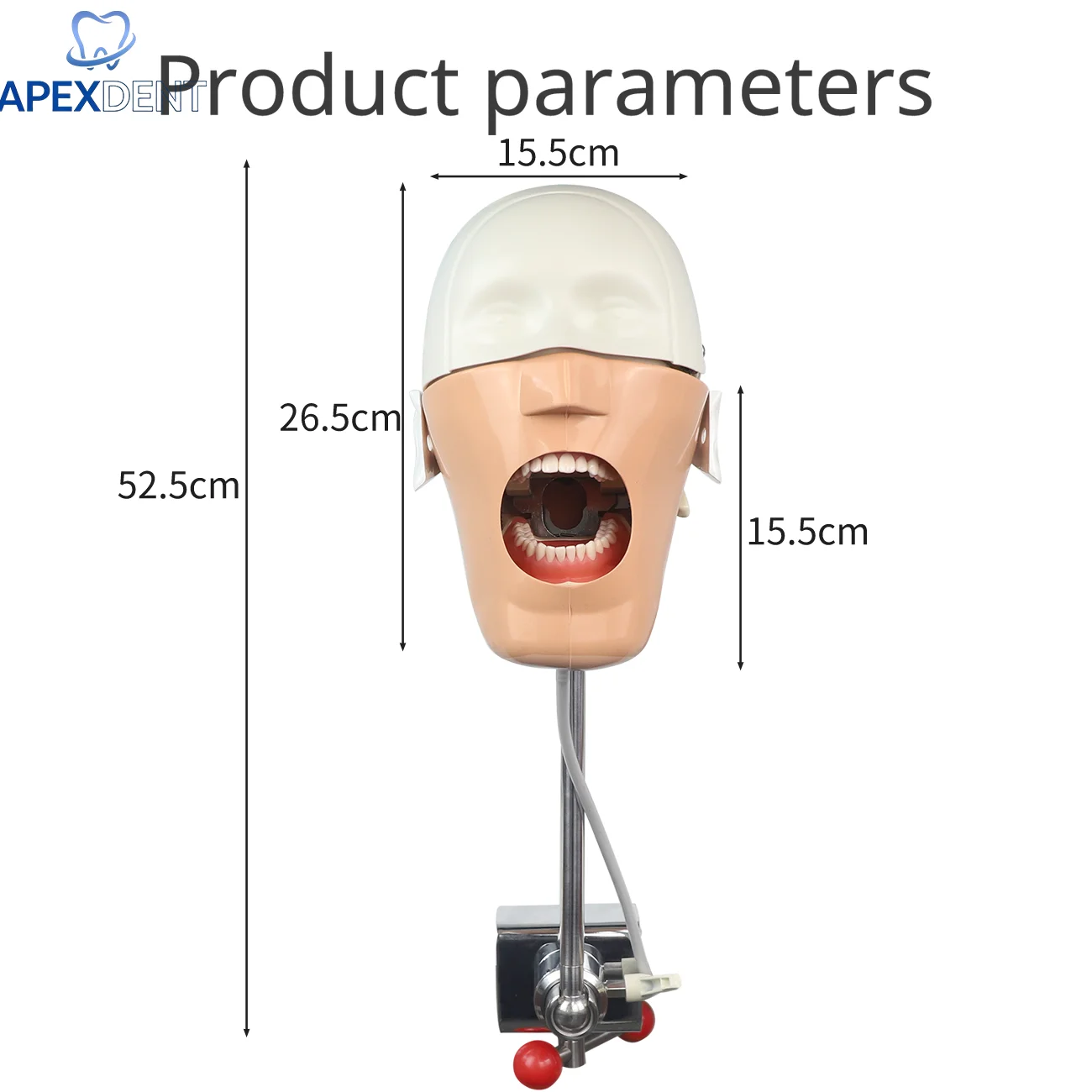 Dental Head Model Phantom Manikins Click with Table Training Simulation Teeth Model For Dentist Teaching Practice