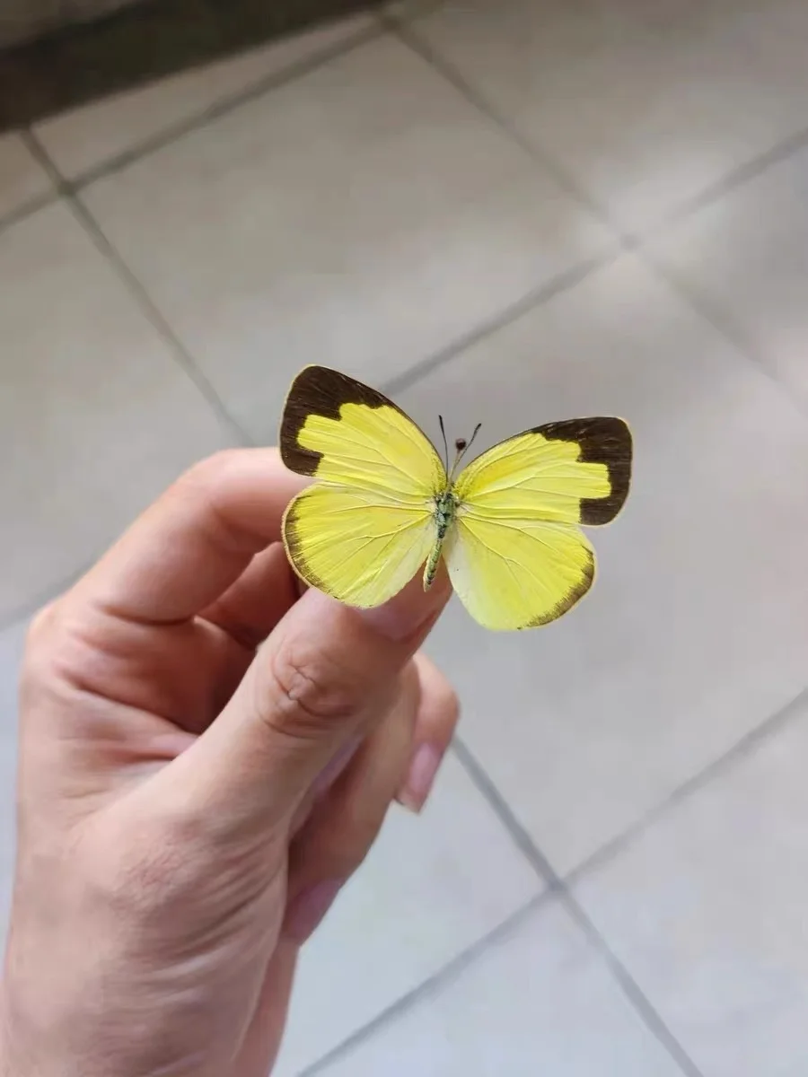 6-100 قطعة عينات الفراشة الحقيقية (يورما هيكابي)