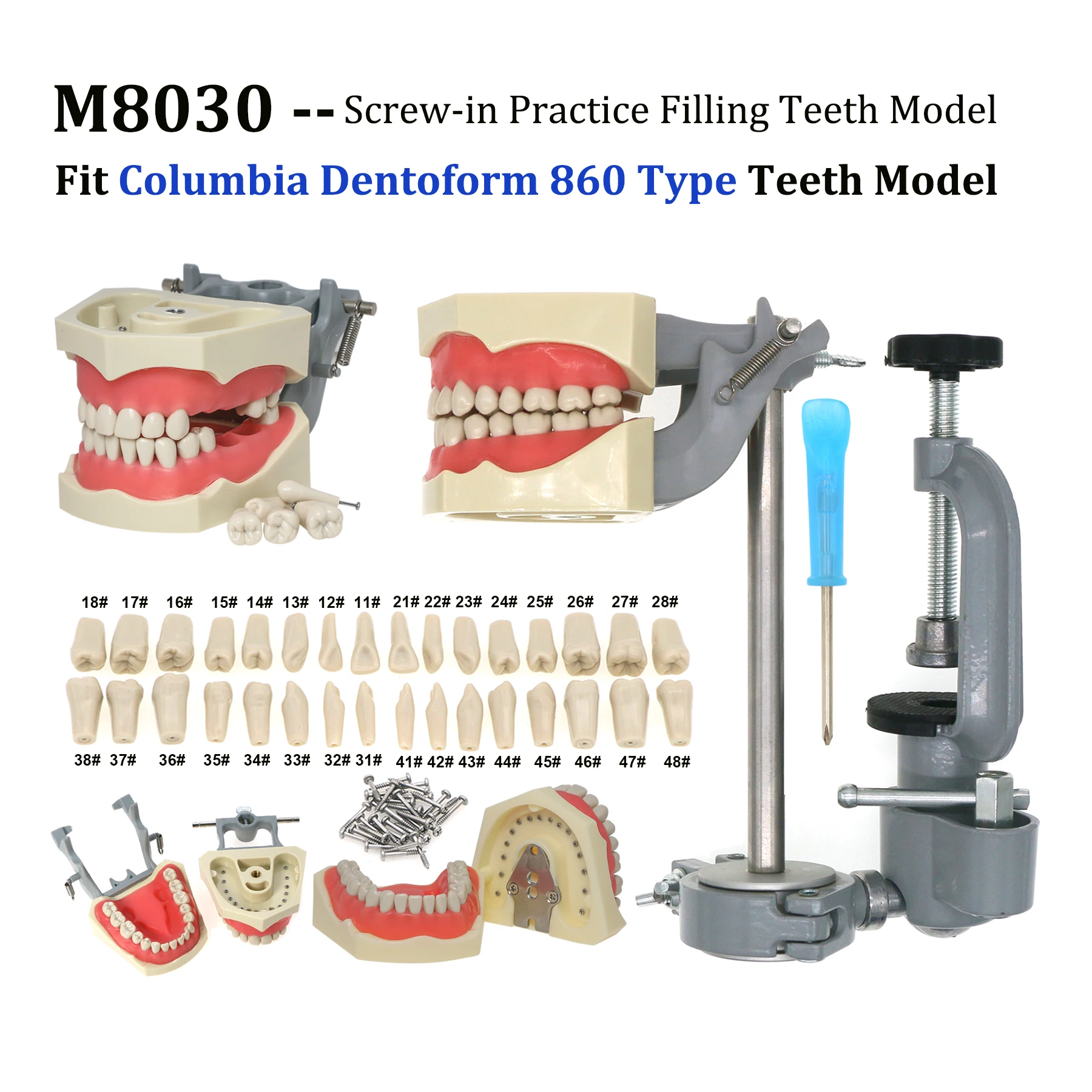 Columbia Dentoform 860 Série Fit Typodont Dentaire 32 Pièces, Modèle de Dents Amovibles à Visser, Dents de Remplacement Pratiques, Montage sur Poteau