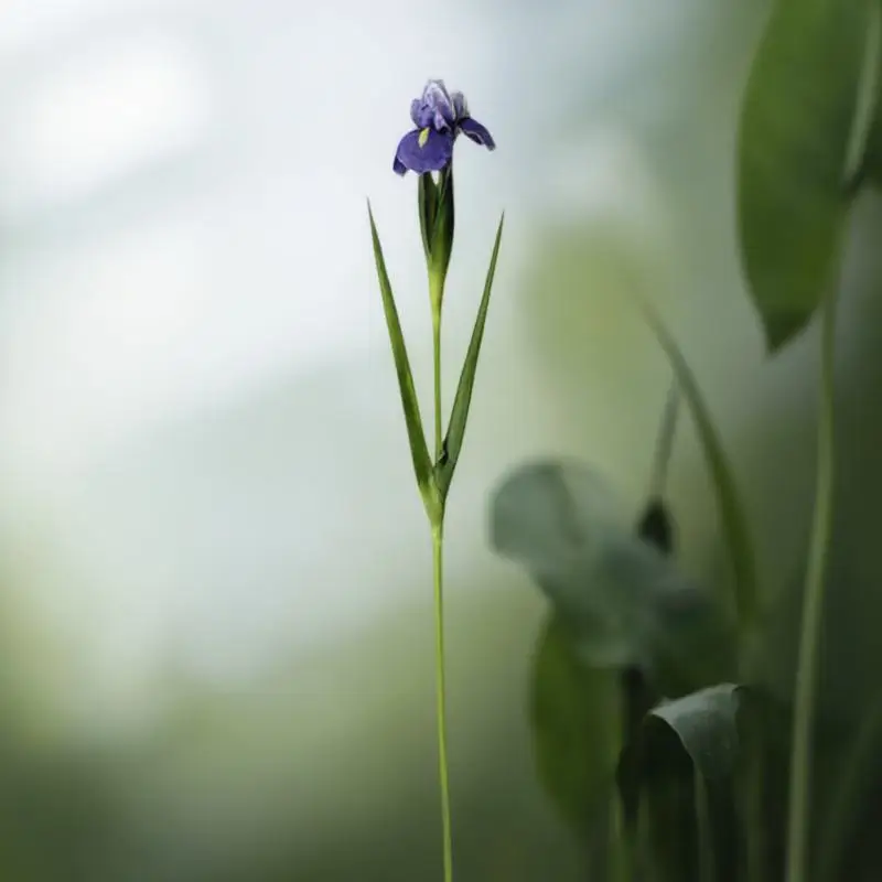 

1Pcs PU Artificial Iris Flower Realistic Fake Flowers for Wedding Party Home Decoration Assorted Colors Artificial Flower