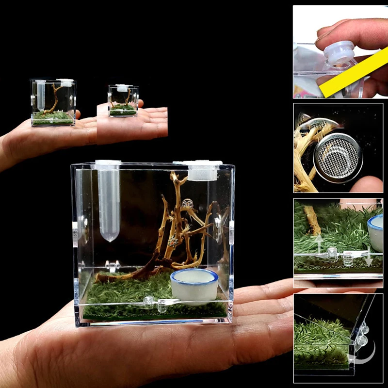 Small Spider Ant Farm Insect Breathable Terrarium Transparent Reptile Breeding Box Acrylic Acrylic Assembled Eco Box