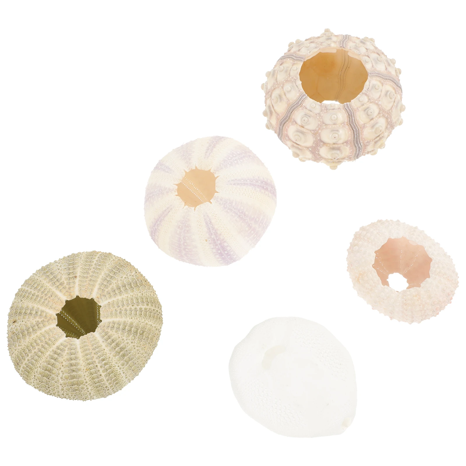 

5 Pcs Home Decoration Sea Shells Urchins Craft Ornaments Decorations for Fish Tank Aquarium Decorative Plant