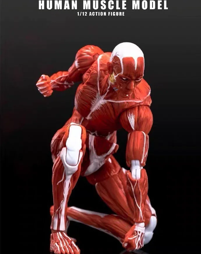 

В месте масштаб 1/12, модель человеческих мышц, супер подвижный сустав, мышцы тела, окраска, справочник, Коллекционная фигурка
