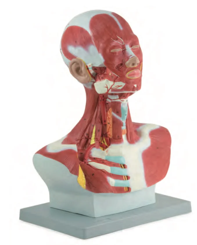 The Dissection Model of Head and Cervix with Brain Medical Science External Carotid Artery Distributing Venous Return Simulator