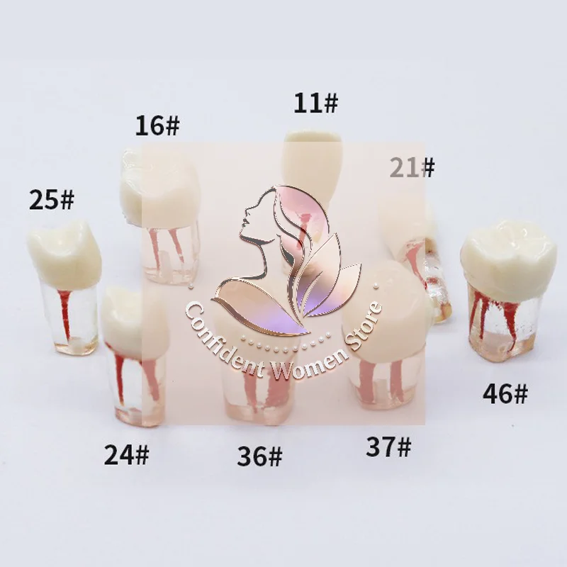 

5/10Pcs Dental Teeth Model Endodontic Practice Root Canal Block Pulp Cavity Resin Study Tooth Dentistry Teaching Material