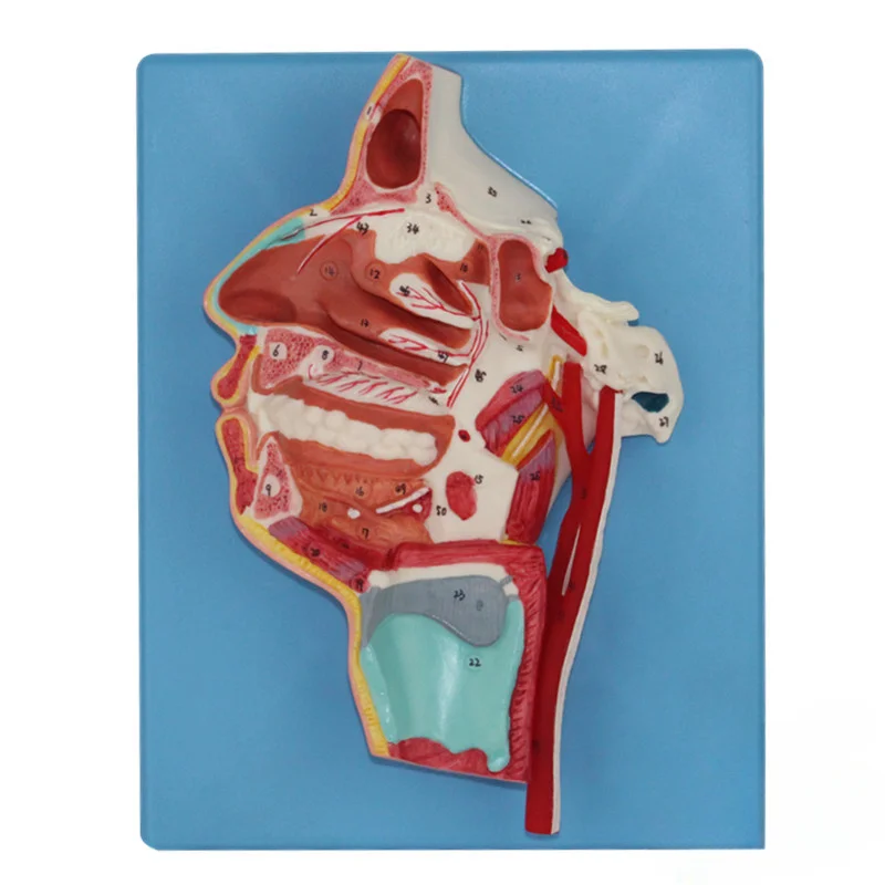 Anatomical model of blood vessels and nerves on the inside and side of the mouth/nose/pharynx/larynx, medical teaching tool