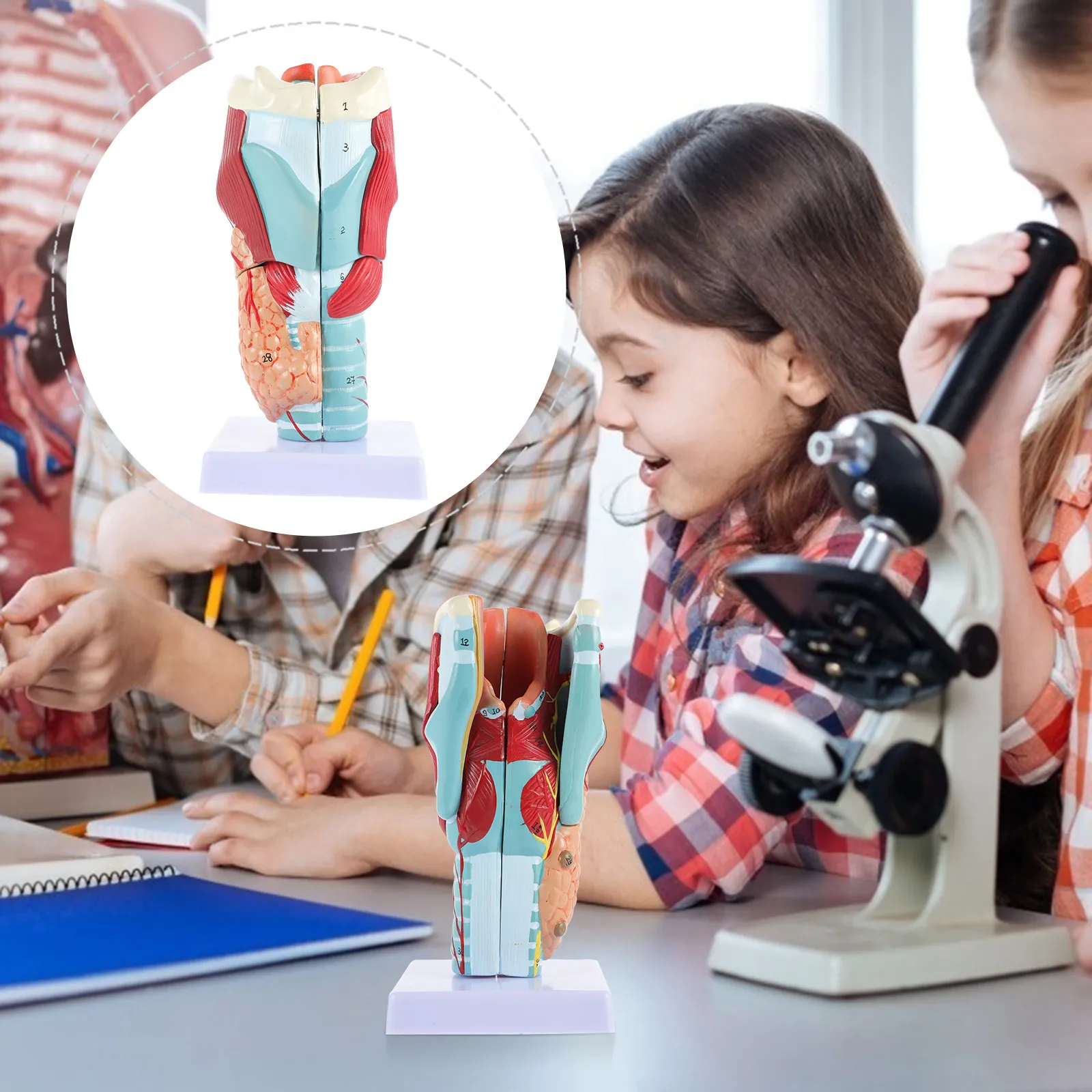 PVC Laryngeal Anatomy Human Throat Teaching Aid Detailed Structure School Anatomy Science Display Laryngeal Structure Model
