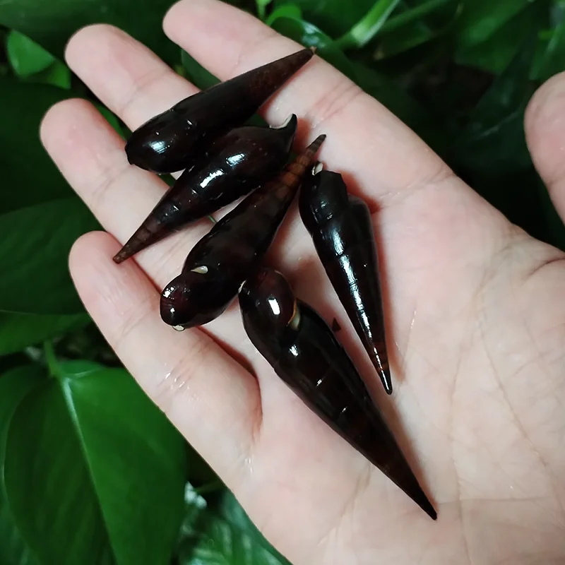 5 PC Black Faunus Ater Shells For DIY Crafts Snail Jewelry Making, Fish Tank Decorations Party Decors