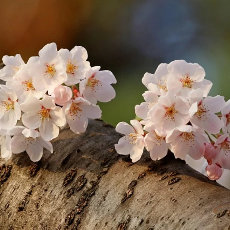 

4 шт. металлическая ступица колеса 1,9 обод колеса с замком для 1:10 Rc Crawler Axial Scx10 Scx10 Ii 90046 Axi03007 D90 Yikong Trax Trx4