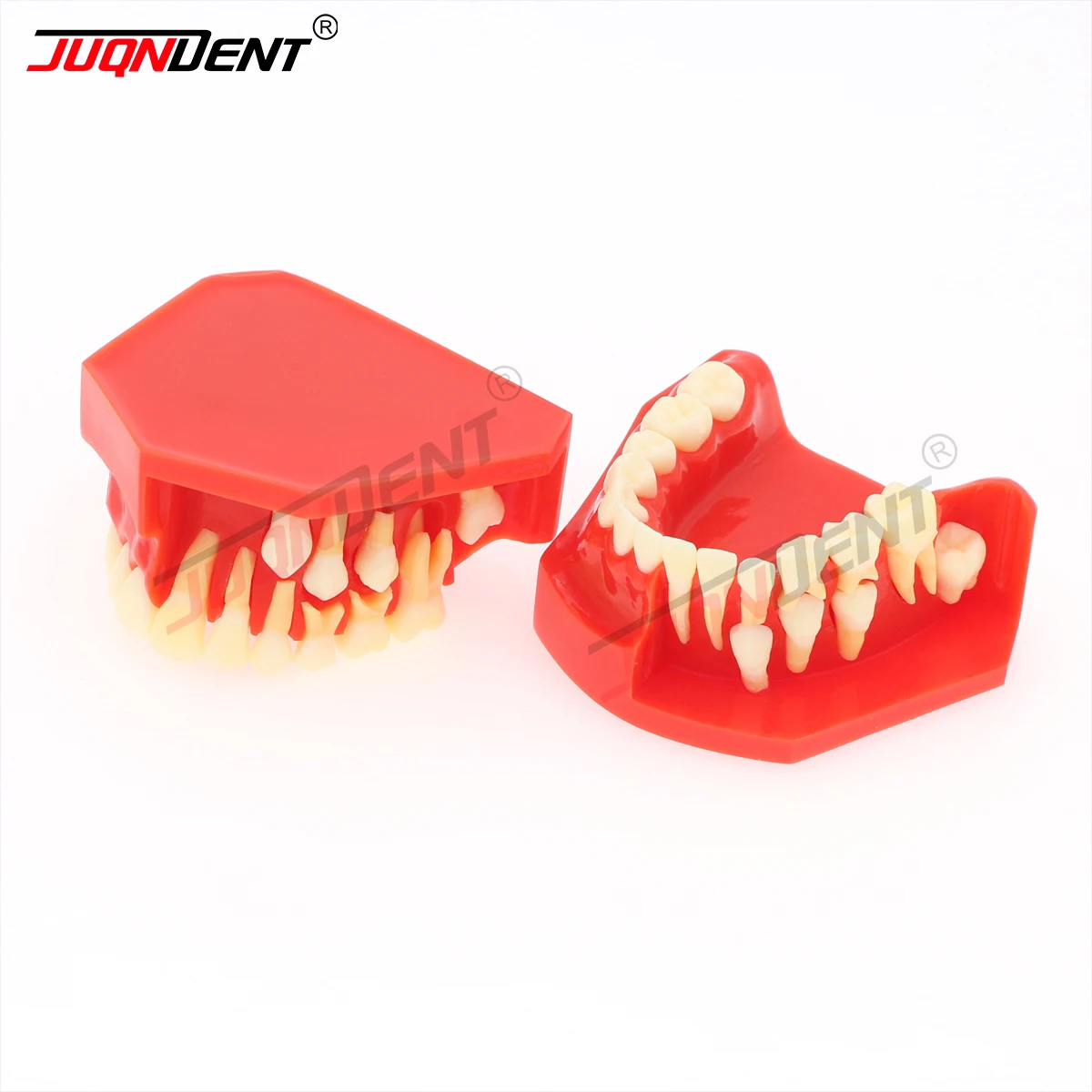 Modelo de dientes dentales, modelos de enseñanza Dental, modelo de implante, modelo de diente permanente, estudio de demostración, enseñanza M7013