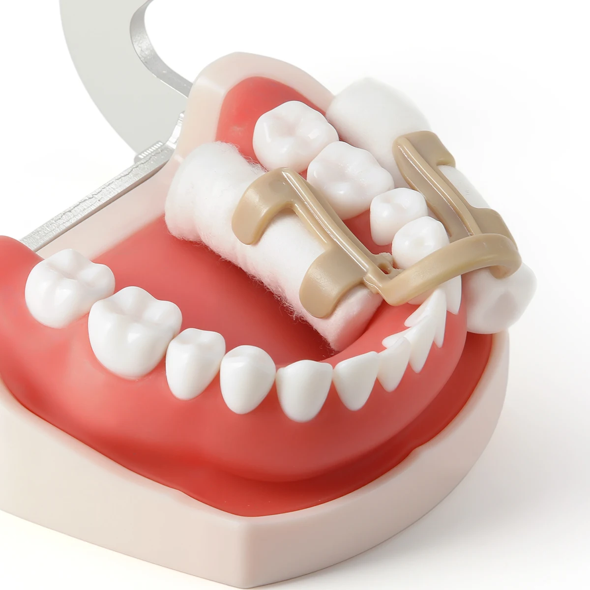 4 Stück/Box AZDENT Dental-Klammern für Baumwollrollen, für Molaren und Prämolaren, autoklavierbar, sterilisierbar, Zahnmedizin-Laborwerkzeuge – Detail 6