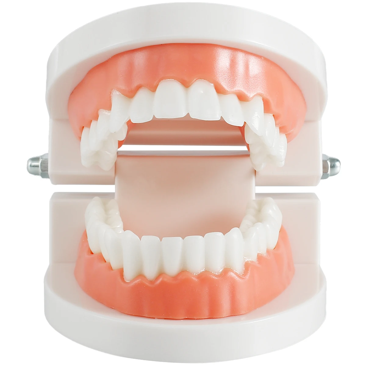 Standard Teeth Model Adult Standard Typodont Demonstration Denture Model for Kids Dental Teaching, Clean Display For School