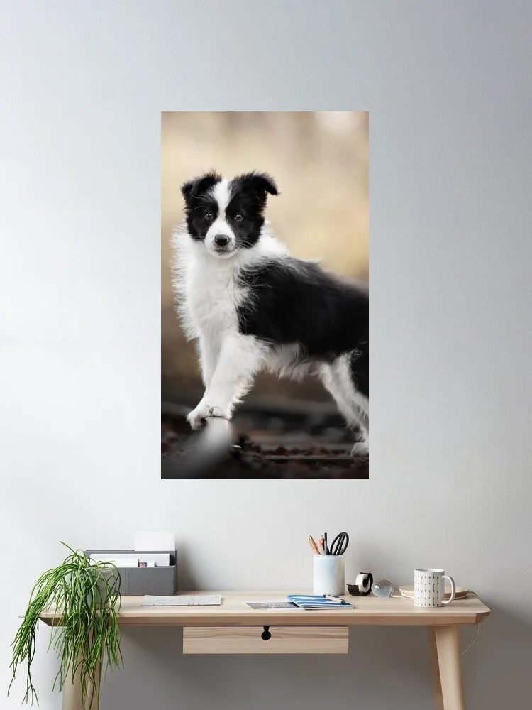 

Border Collie Puppy Canvas POSTER ,Home Decor Wall art painting