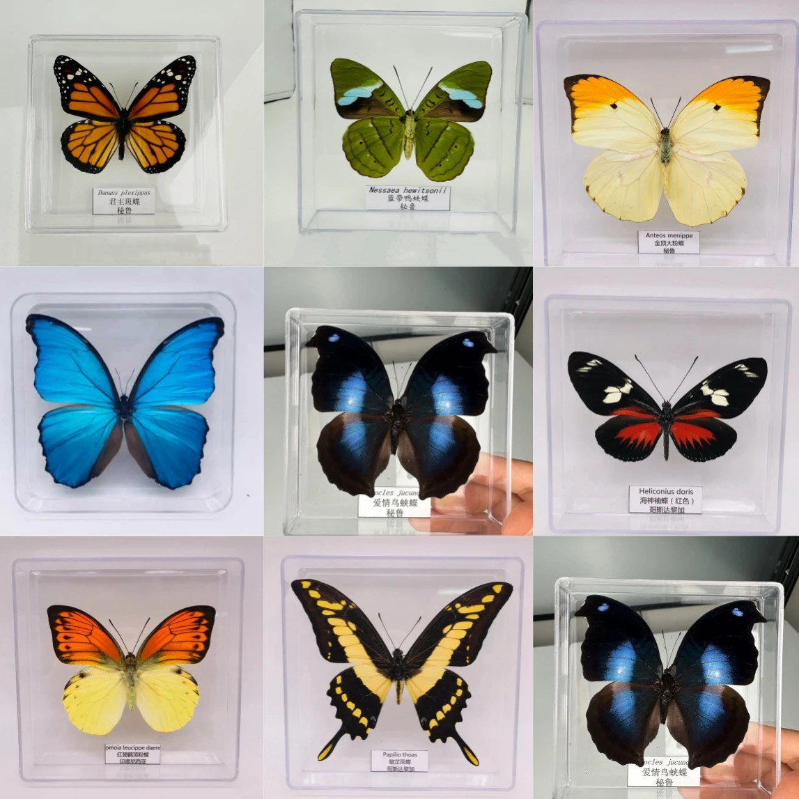 Véritable spécimen de papillon pour filles, ornement de spécimen de papillon naturel, Fête des Enfants, Fête des Enseignants, Cadeaux exquis, Décoration intérieure