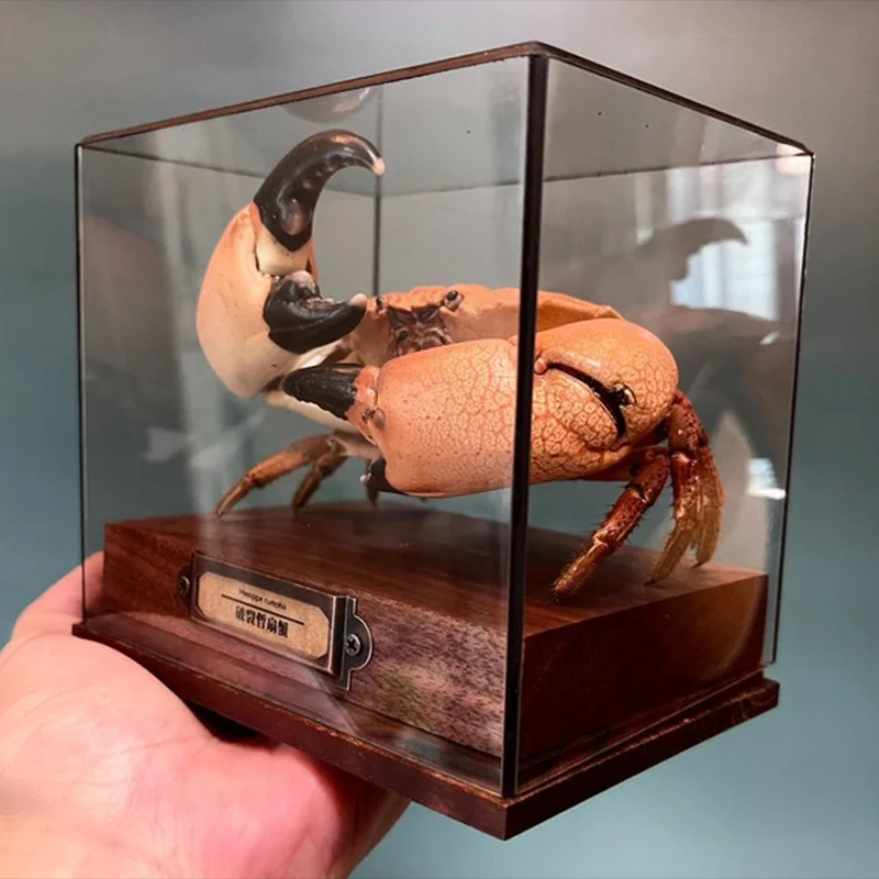 

Menippe Rumphii Crab Specimen Authentic Crab Taxidermy Unique Collectors Home Decor Handicrafts Ideal Gift for Nature Lovers