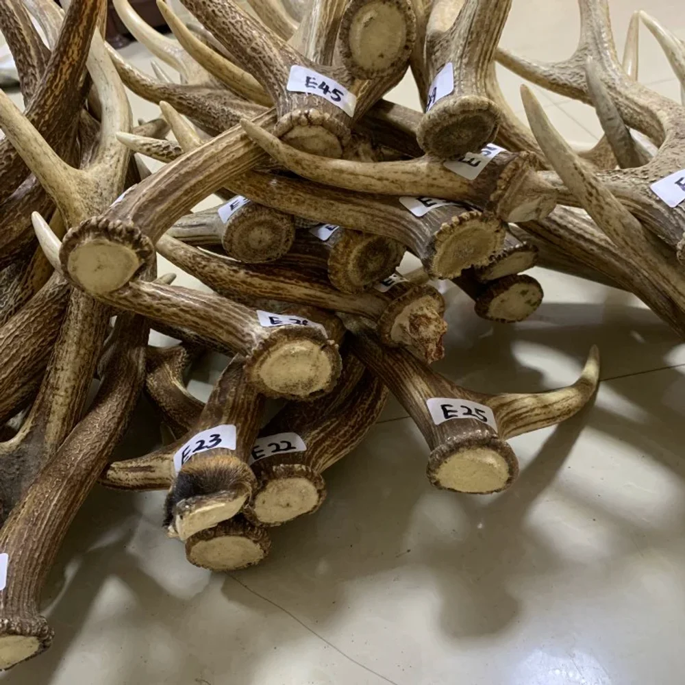 زخرفة فرع قرن الوعل سيكا الغزلان الطبيعي، سقيفة بشكل طبيعي، عنصر حرفي، يرجى الاتصال بالبائع قبل الطلب #3