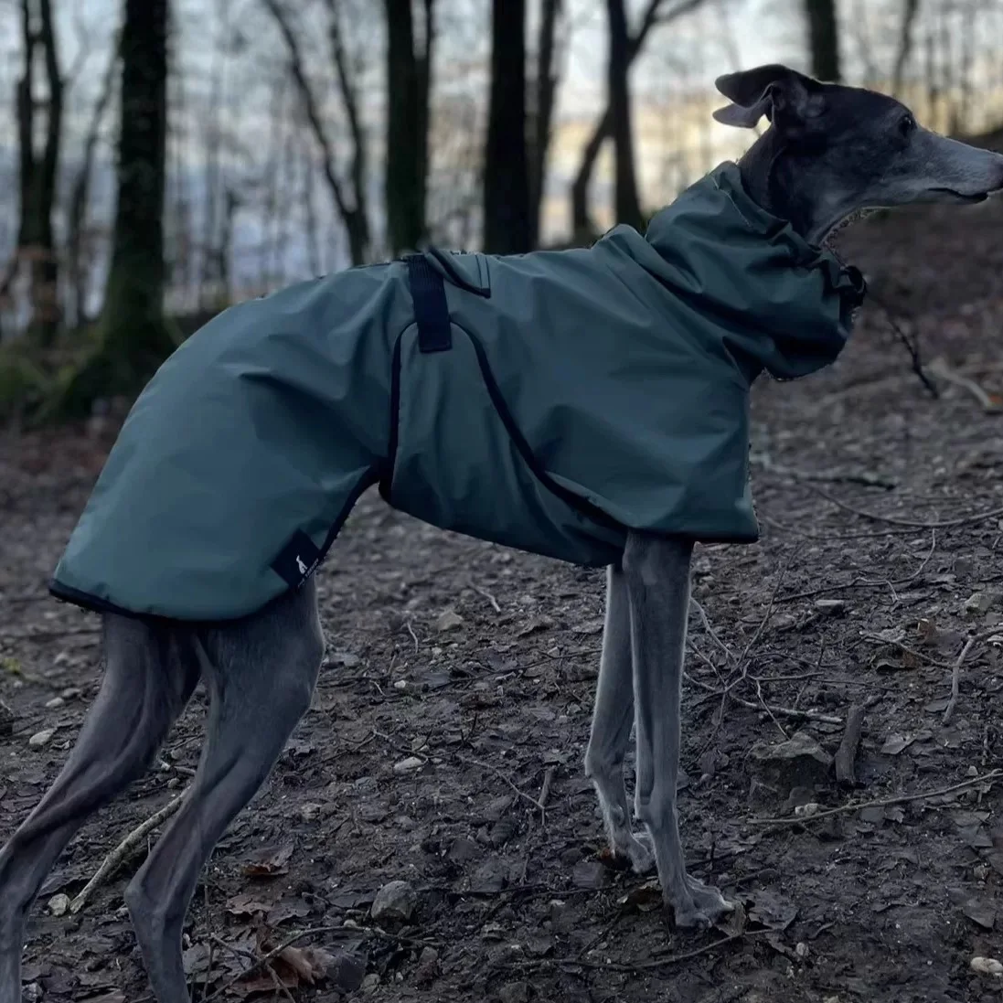 Modischer Regenmantel für Airless Terrier, weiche Welpenkleidung, warmer wasserdichter Mantel für italienische Windhund-Whippet-Hundejacke – Detail 7