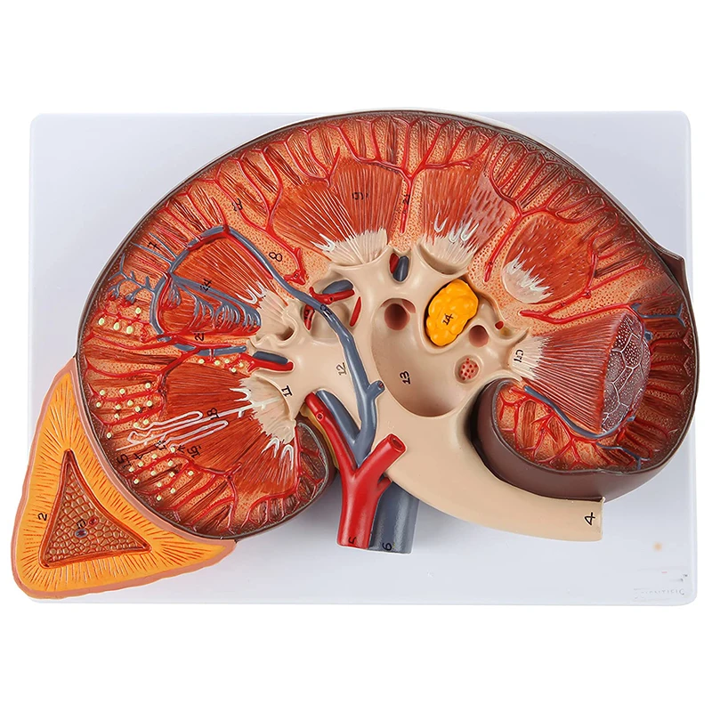 

3 Times Magnification Human Kidney Anatomy Model Medical Science Teaching Resources Drop Shipping