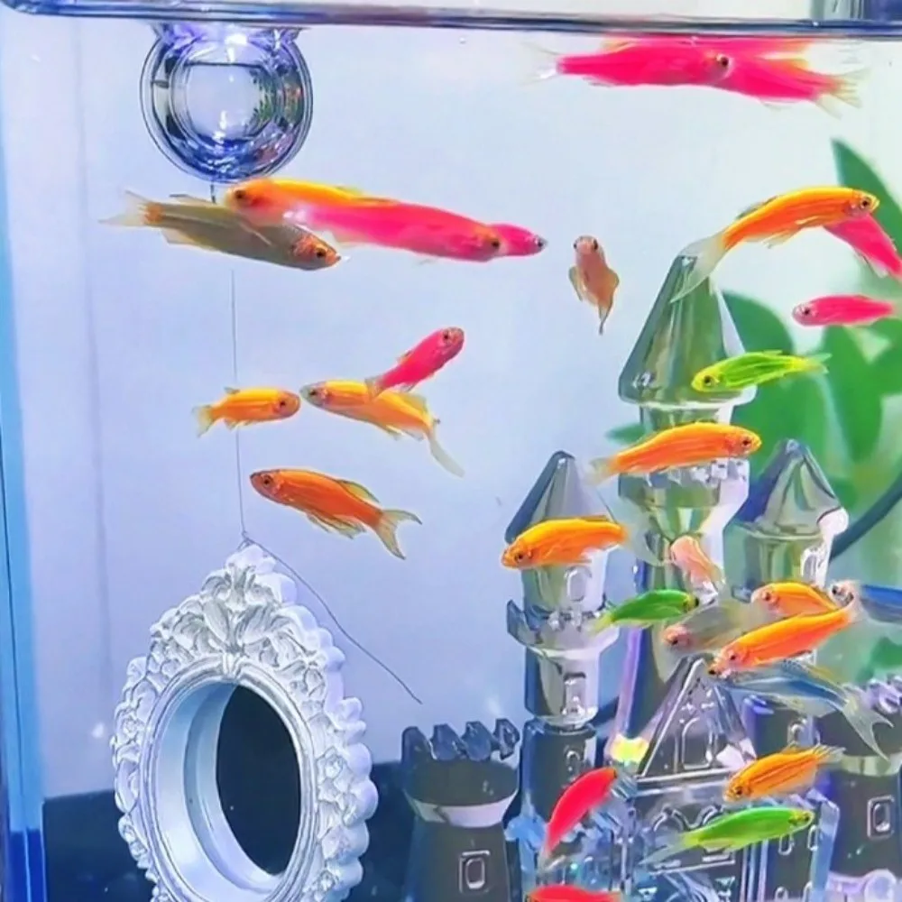 Creative Retro Style Betta Fish Training Mirror Mini Decorative Teasing Fish Mirror Engraving Floating Mirror Fish Exercise