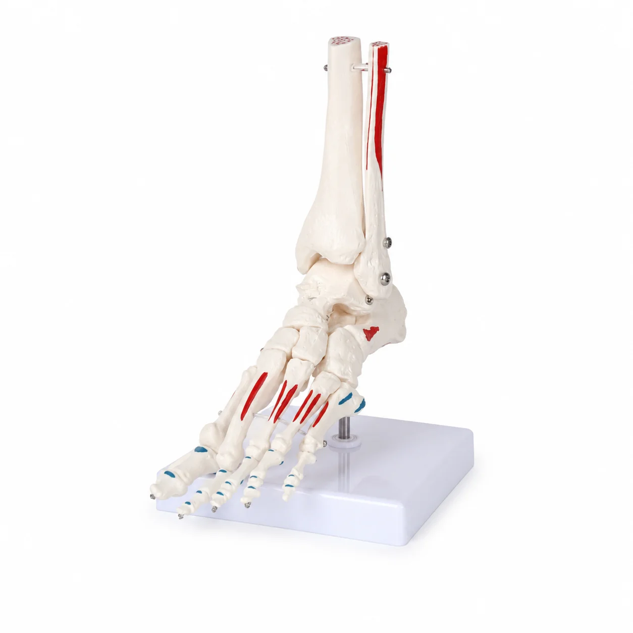 human-foot-and-ankle-anatomy-model-with-muscle-origin-and-insertion-markings-teaching-model-with-base