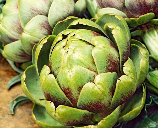 Artichoke de Provence seeds 1g more than 15 seeds