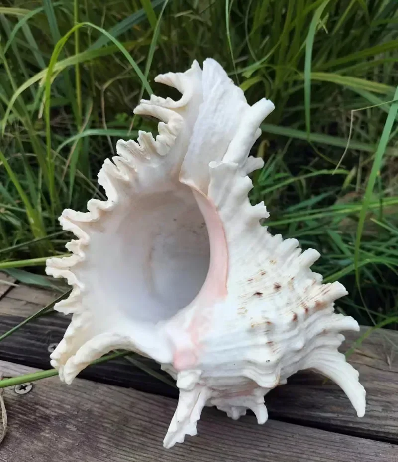 Multiple Styles Large Natural Sea Shells Real Huge Ocean Conch Décor Seashell Display for Table Perfect for Wedding Decor Shell