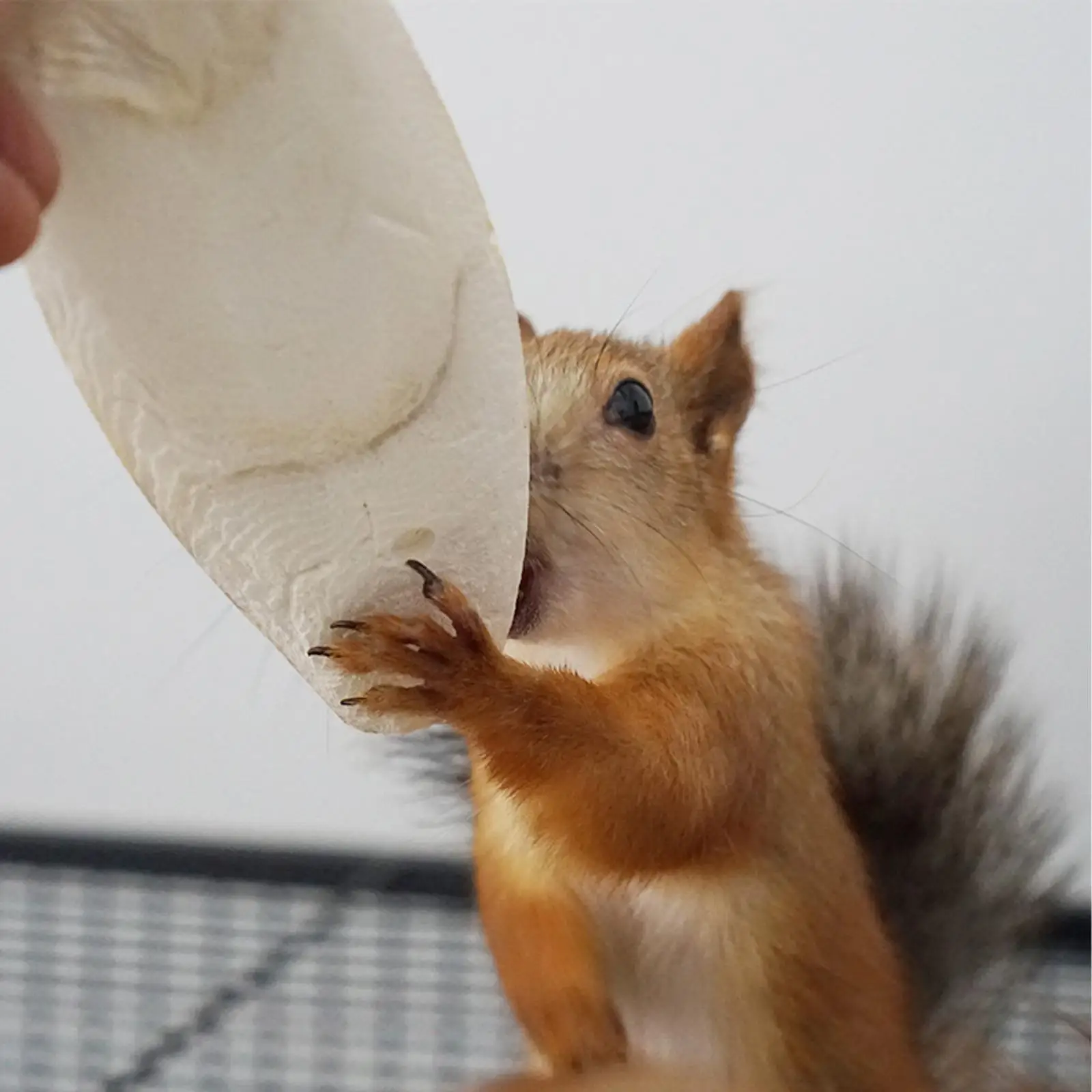 Fischgräten Tintenfisch Knochen Tintenfisch Tintenfisch Vögel essen Stein Kalzium v3a5