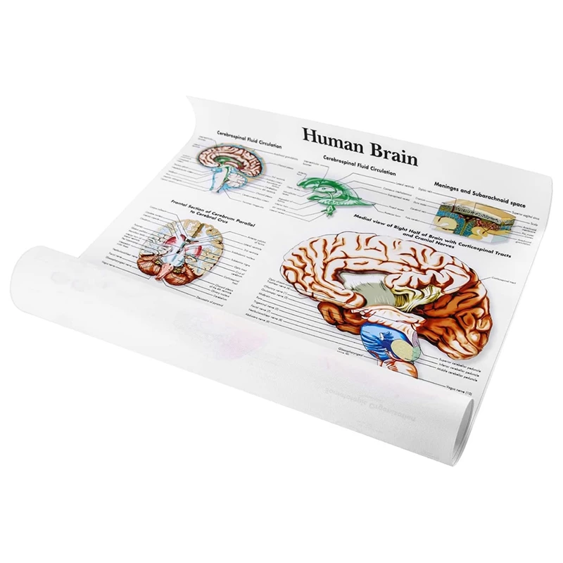 Brain Anatomy Poster, 2 Pack Laminated Human Brain Chart, Medicine Quick Reference Guide, Human