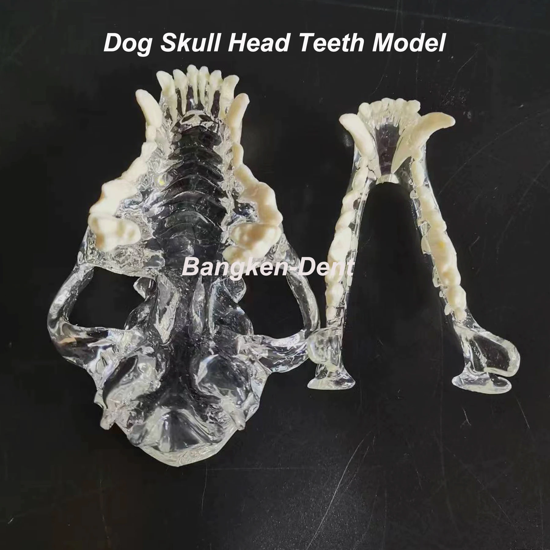 Dental Dog Teeth Model Full Skull Head Clear Pet Anatomical Tooth Jaw Canine Veterinary Education Decoration Demonstrate