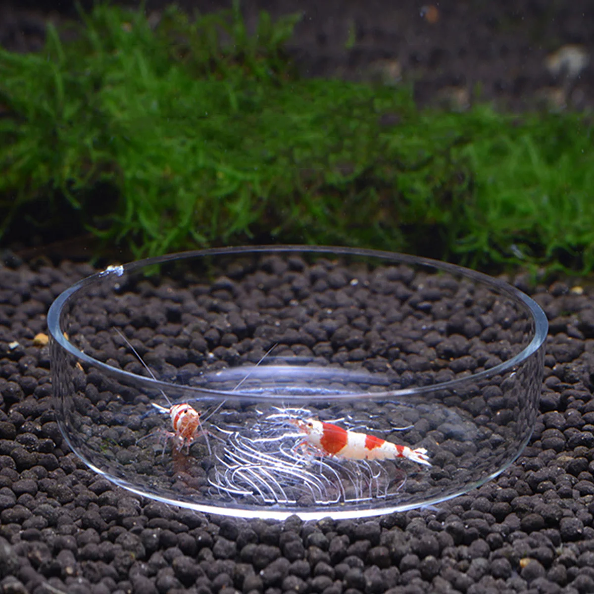 Pet Feeding Bowl Transparent Shrimp Food Acrylic Dishes Carved Flower Shrimp Feeding Bowl Ornamental Pet Supplies