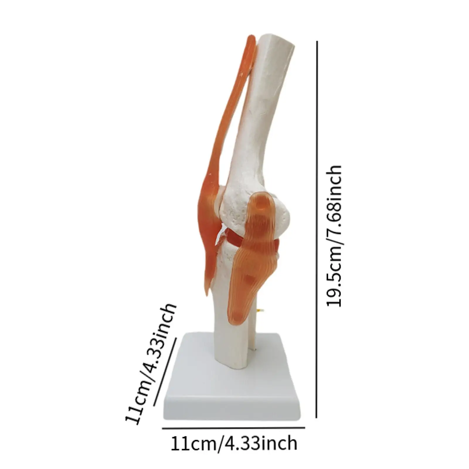 Human Knee Joint Model Bendable Lightweight with Ligaments Knee Anatomy Model for Studying Lab Classroom School Training