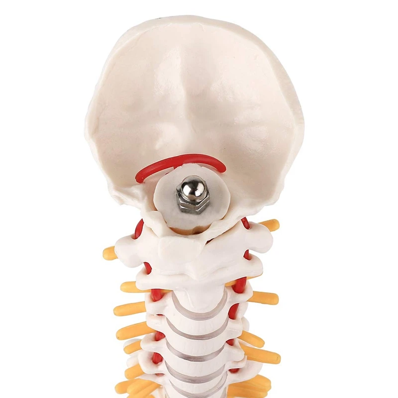 Miniature Spine Anatomy Model, 15.5Inch Mini Vertebral Column Model With Spinal Nerves, Pelvis, Femur, Mounted On A Base