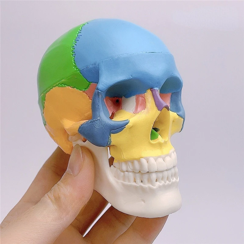 Mini Teaching Medical Dental Human Skull Model Simulation Detachable Skull Model Easy to Carry Exam Art