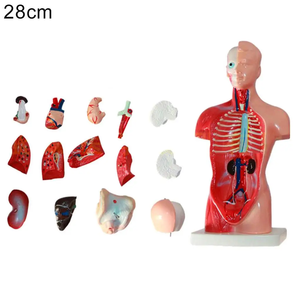 Human Torso Body Model Anatomy Anatomical Medical Internal Organs For Teaching