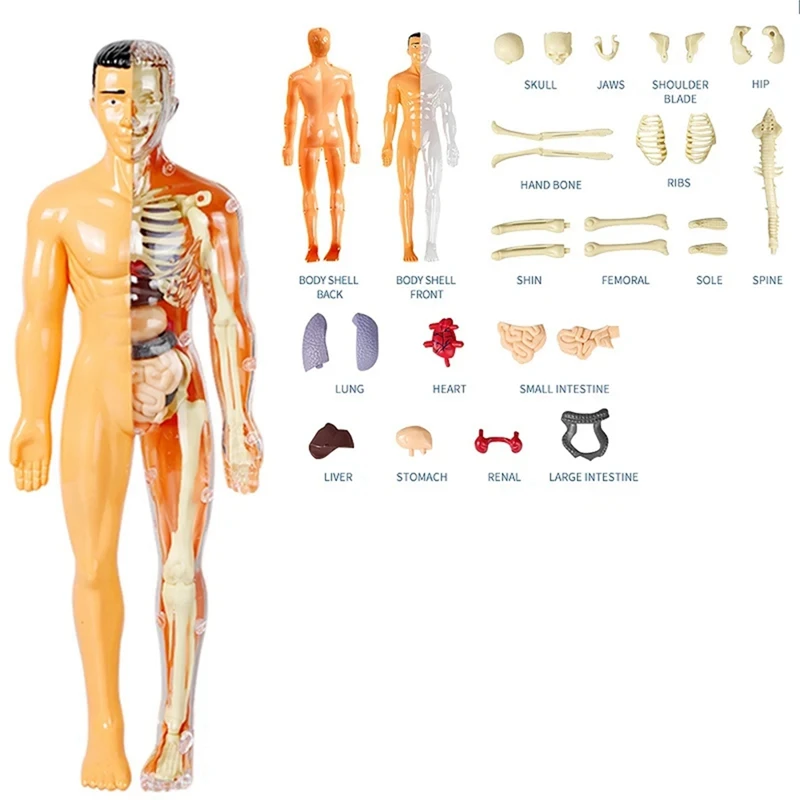 3D Human Body Model For Kid Anatomy Skeleton DIY Organ Assembly Educational School Biological Teaching Aids Tool