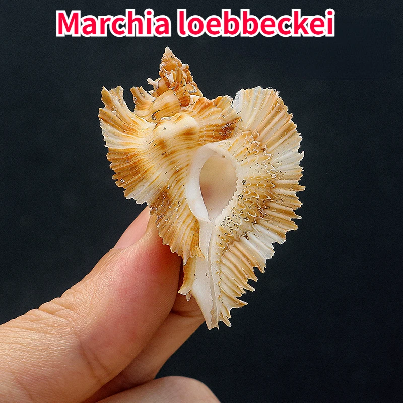 Marchia Loebbeckei Natural Rare Small Conch Shell Fish Tank Aquatic Landscape Decoration Specimen Conch Collection Decoration