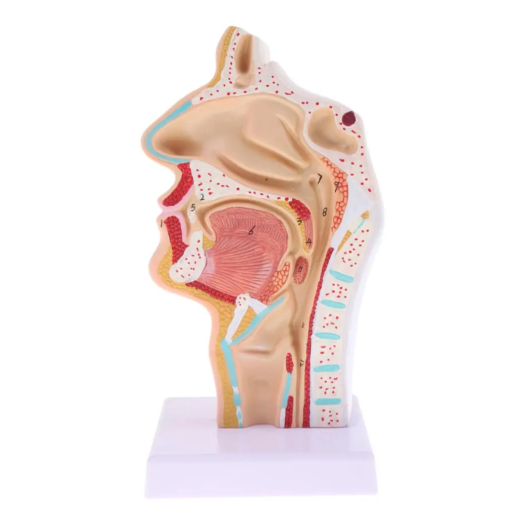 1: 1 Human Laryngopharyngeal Model Oral Cavity PVC Learning Tool