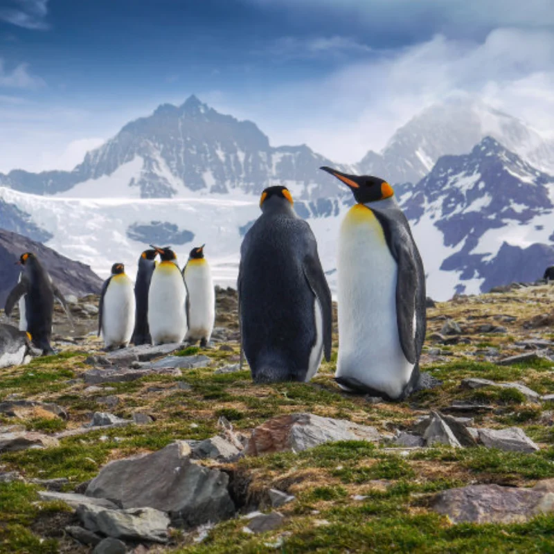 

Metal 6780 Complete Center Differential Kit for Trxs Slash 4x4 Stampede Rustler Hoss 4x4 Upgrade Parts Accessories