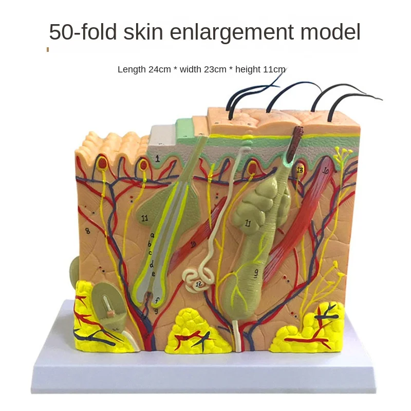 35、50x Model anatomiczny struktury ludzkiej skóry, wzmocnienie hierarchii tkanki, struktura skóry