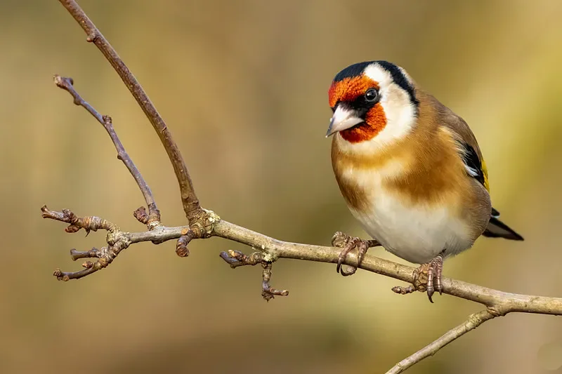 

BETAFPV LAVA 1104 7200KV Brushless Motor - 24/80mm, for Pavo20 Pro FPV Drone