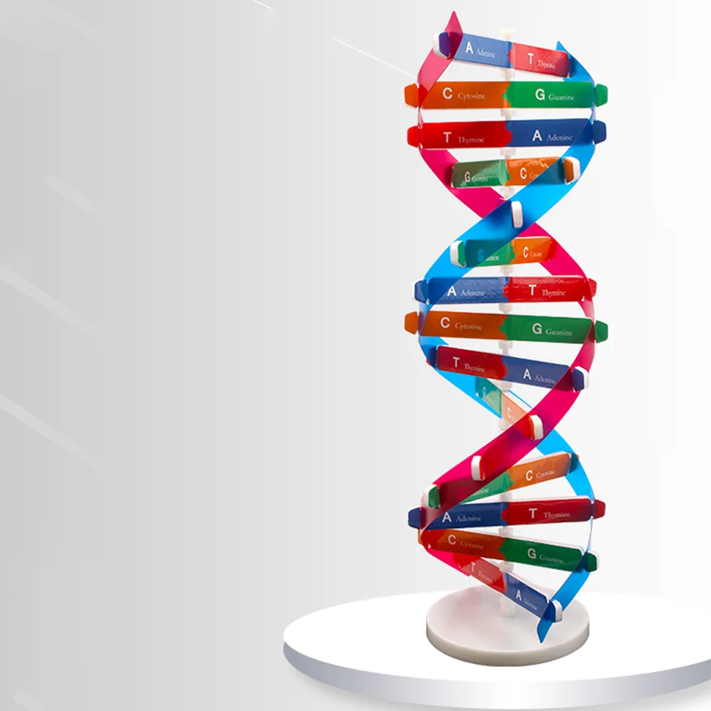 Dna Double Helix Sussidi didattici per l'aula Assemblaggio per bambini Costruisci giocattolo Kit scientifico Modello per modelli